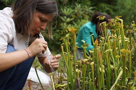 Bachelor of Science (Honours) in Botany