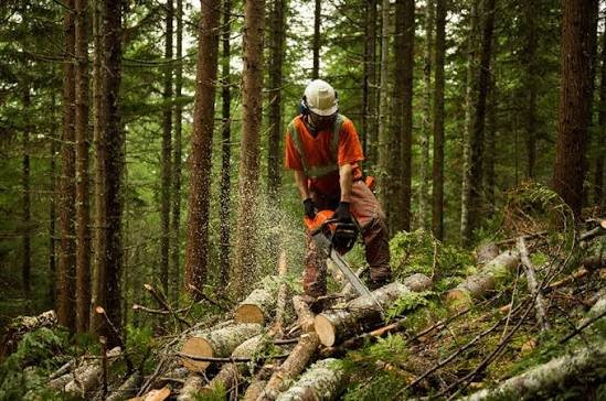 Bachelor of Science (Honours) in Forestry [B.Sc. (H) Forestry]